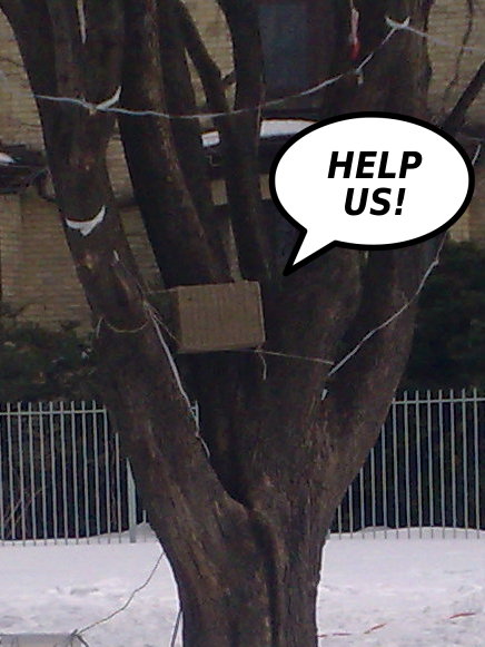 Save the Cicadas and be rewarded handsomely.